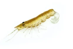 TackleWest Soft Plastic Lures|Flies><noscript><img width=