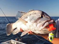 TackleWest Soft Plastic Lures|Flies><noscript><img width=