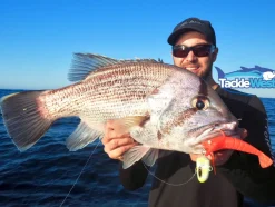 TackleWest Soft Plastic Lures|Flies><noscript><img width=