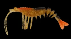 TackleWest Soft Plastic Lures|Flies>King Brown Killer Prawn