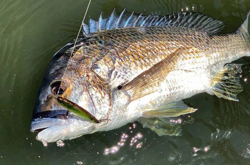 Pro Lure Stickbaits|Flies>SK62S