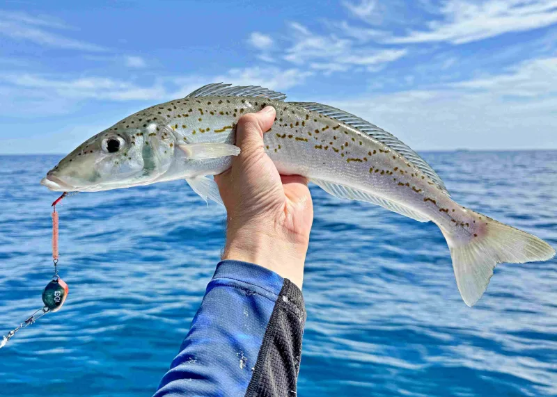 Vexed Vexed Hybrid Jigs|Flies>Bottom Worm Mutsu