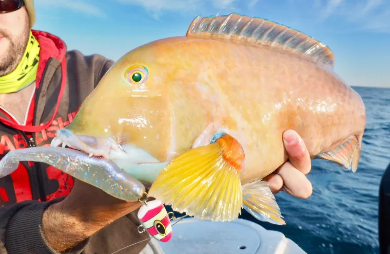 TackleWest Soft Plastic Lures|Flies>Zman Swimmerz 6